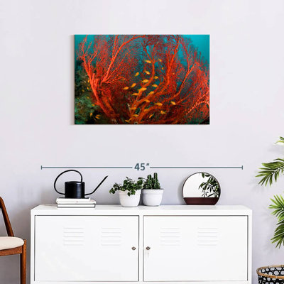Fire Coral