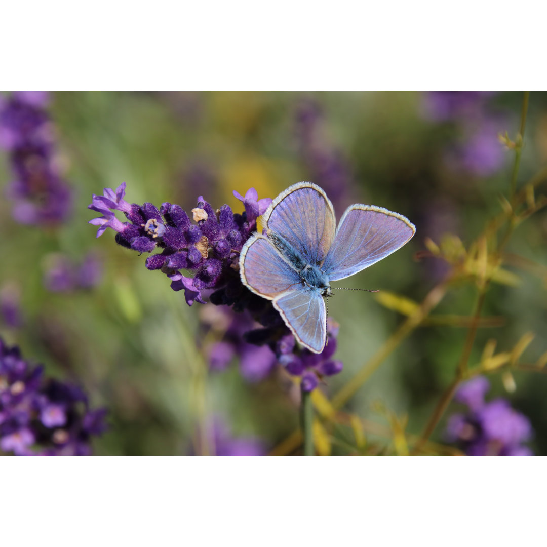 Blauer Schmetterling - Druck