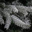 The Holiday Aisle® Holliston Tree-109740621
