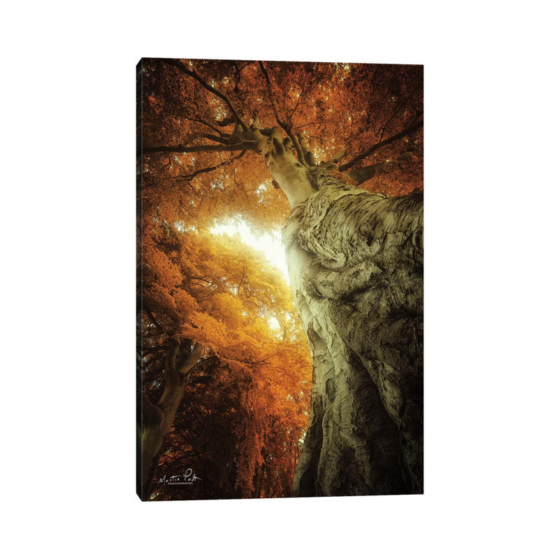Look Up Autumn by Martin Podt - Wrapped Canvas Gallery-Wrapped Canvas Giclée, 20.32 cm H x 30.48 cm W