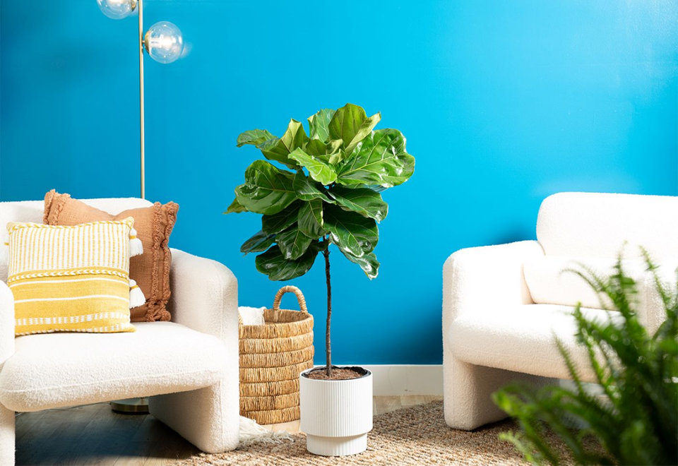 Indoor Statement House Plants