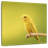 Brampt Perched Yellow Parakeet-109377147