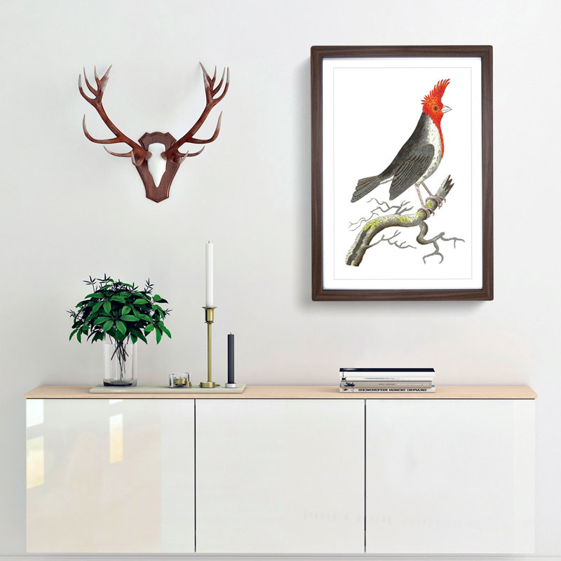 Crested Cardinal Bird by George Shaw - Framed Print, 48cm H x 36cm W x 2cm D, Walnut Framed