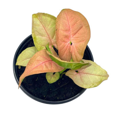 Syngonium Pink In 4 Inch Pot