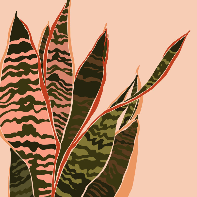 Sansevieria Plant by ANASTASIIA DMITRIEVA - Wrapped Canvas Print, 30cm H x 30cm W