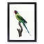 Plum-Headed Parakeet by F. Levaillant - Picture Frame Painting Print-55601664-55601661