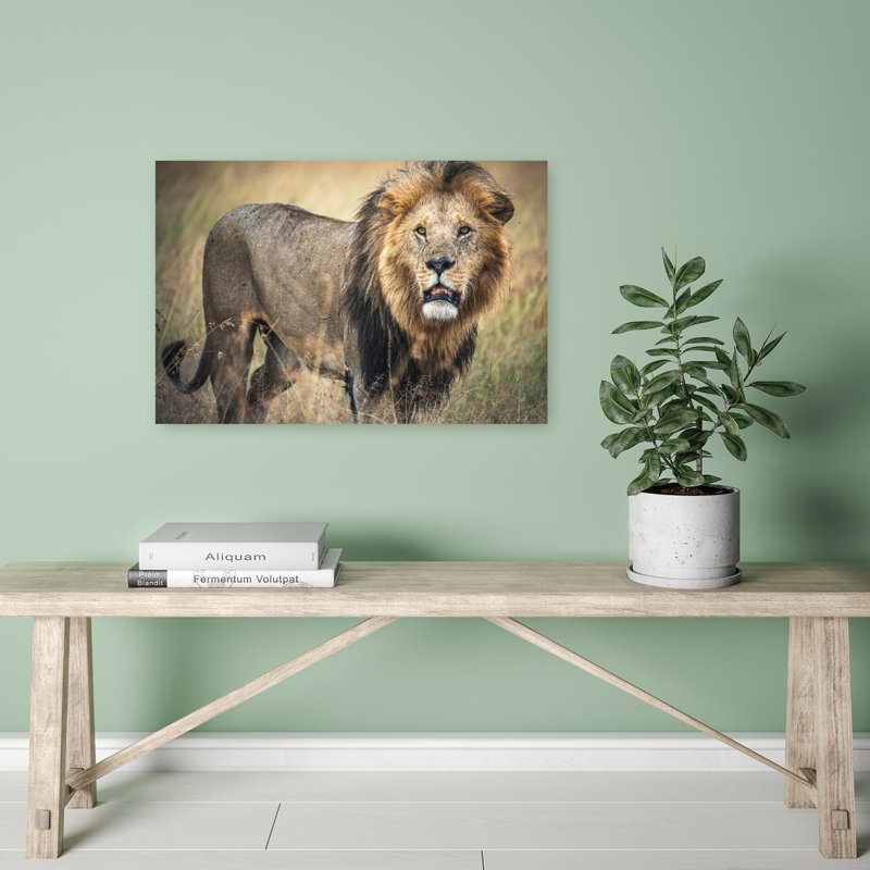 Majestic African Lion Contemporary Wall Art Print 1 Piece Wrapped Canvas Wall Art, 40.64cm H x 60.96cm W