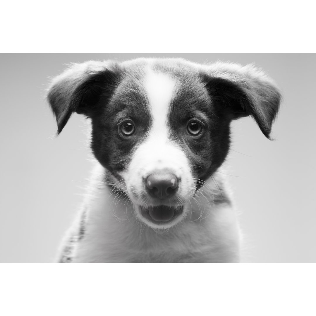 Border Collie Welpe - Drucken