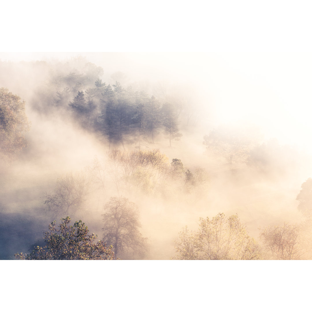 Wald im Nebel von Jeja - Kunstdrucke auf Leinwand ohne Rahmen