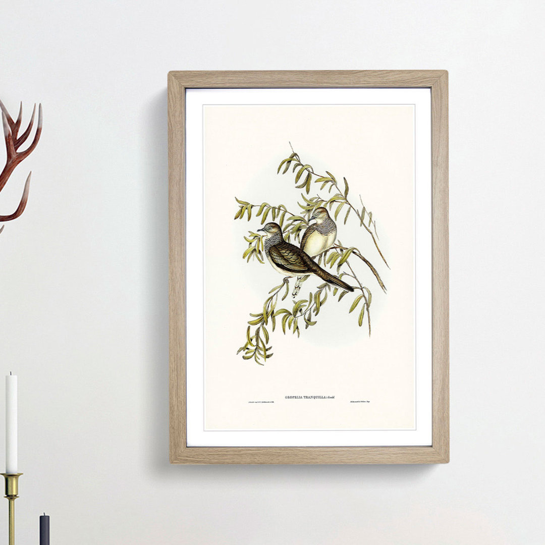 Peaceful Ground Doves by Elizabeth Gould - Framed Print