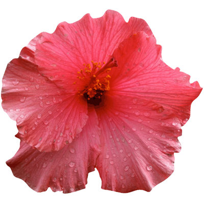 Adhésif décoratif hibiscus Goudeau