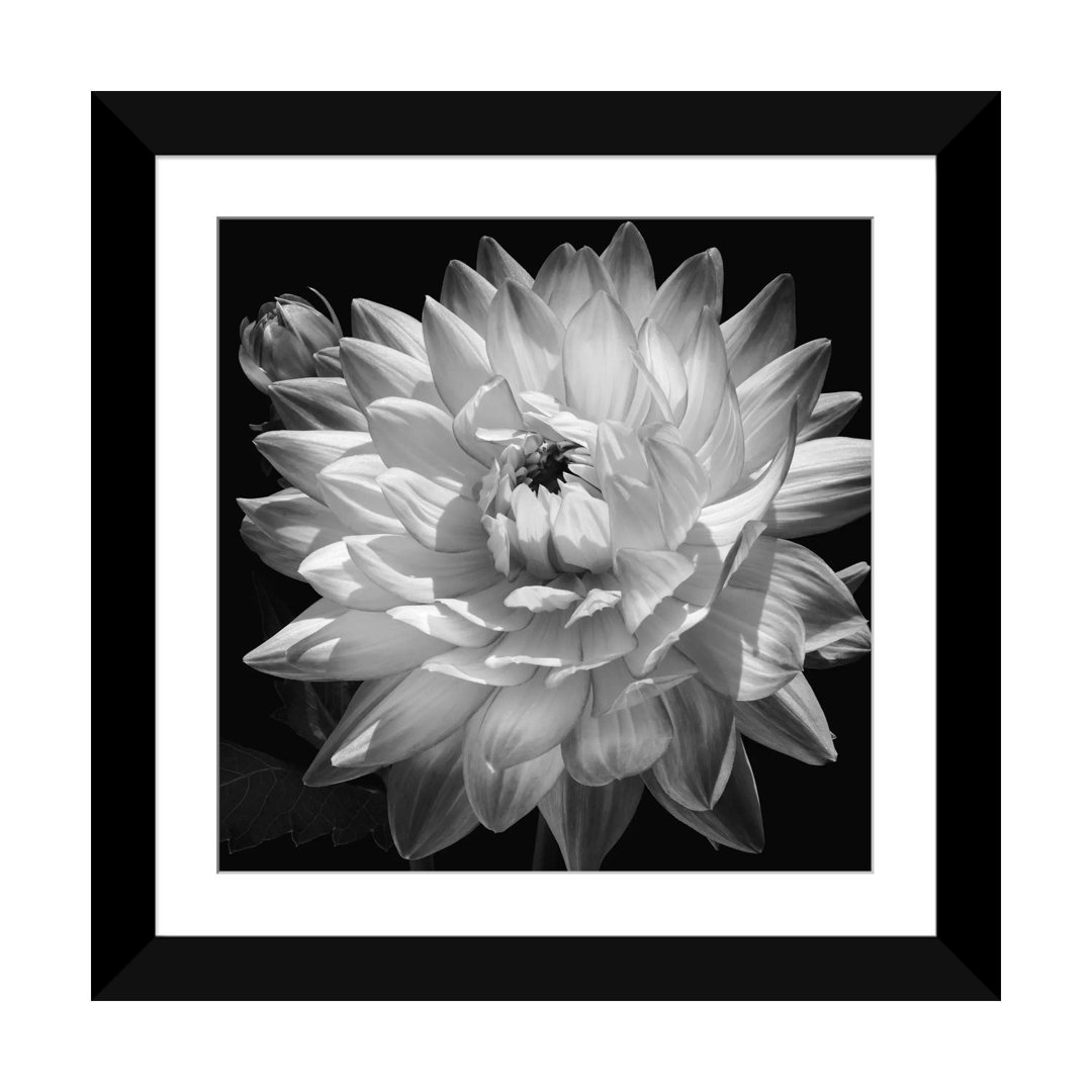 " White Dahlia II " by Caroline Kelly Ebern Designs Mat 