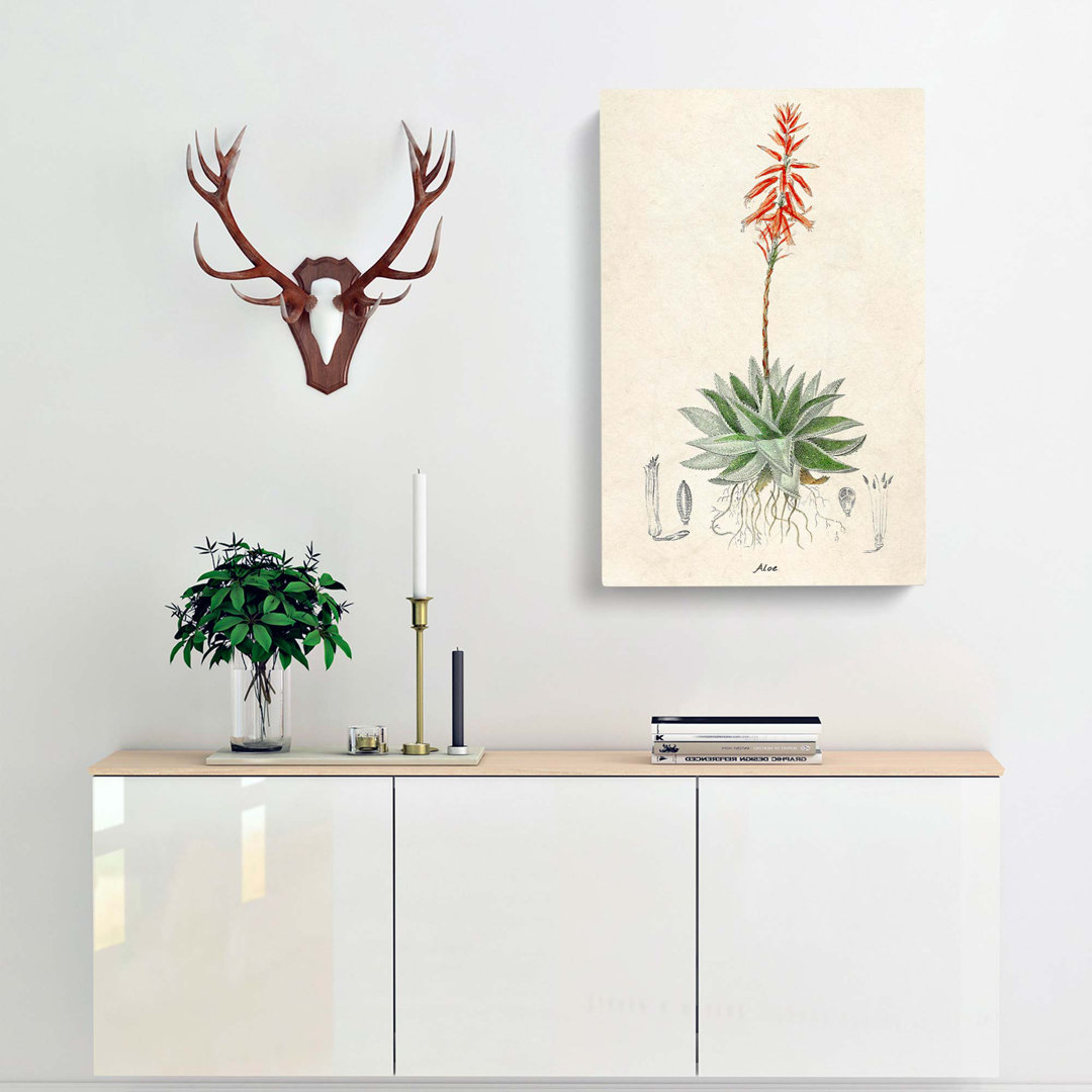 Illustration of an Aloe Vera Plant - Wrapped Canvas