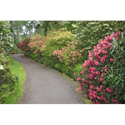 Rhododendron Garden - Photographie sur toile tendue