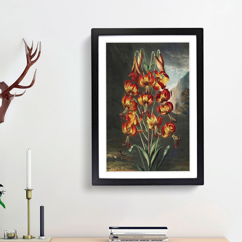 The Superb Lily by R.J. Thornton - Picture Frame Painting Print, Black Framed, 36cm H x 27cm W x 2cm D