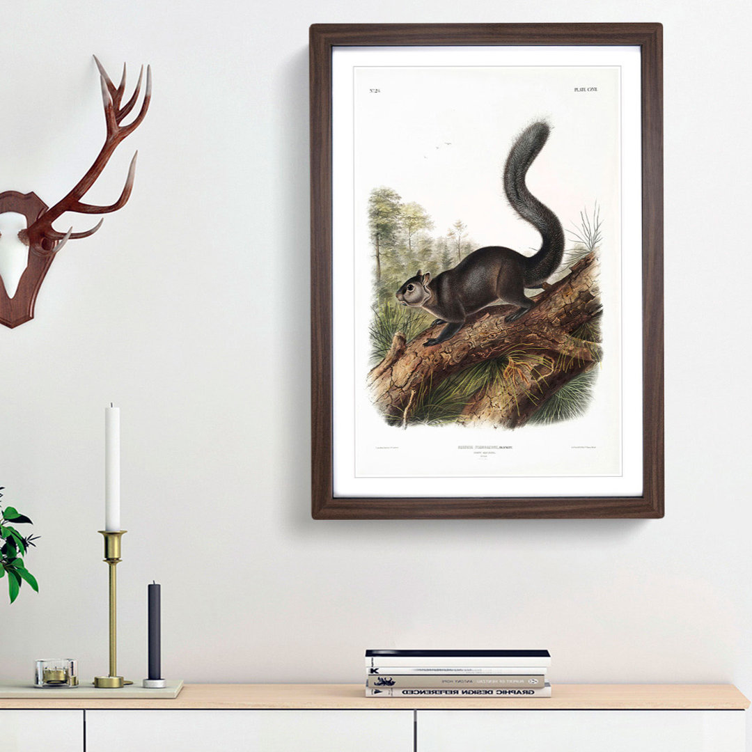Dusky Squirrel by J.W. Audubon - Picture Frame Painting Print