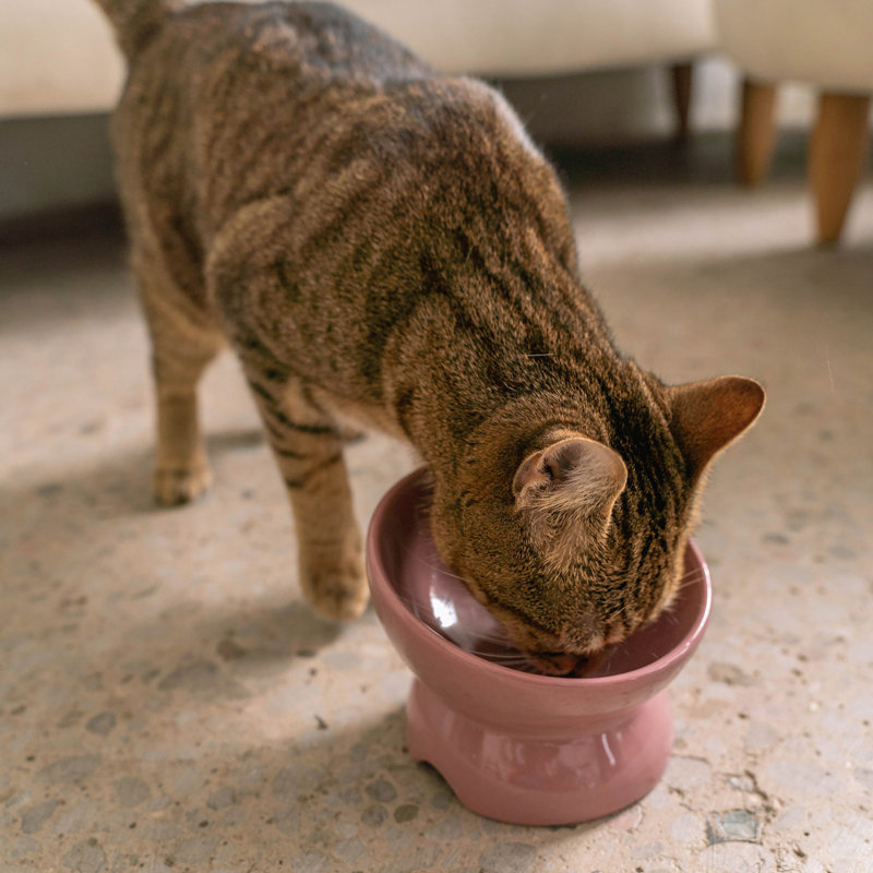 Dexypaws: bol en céramique surélevé pour chats - rosé cendré - capacité de 7 oz, plat élégant pour animaux de compagnie, lavable au lave-vaisselle, nourriture et eau, hauteur ergonomique
