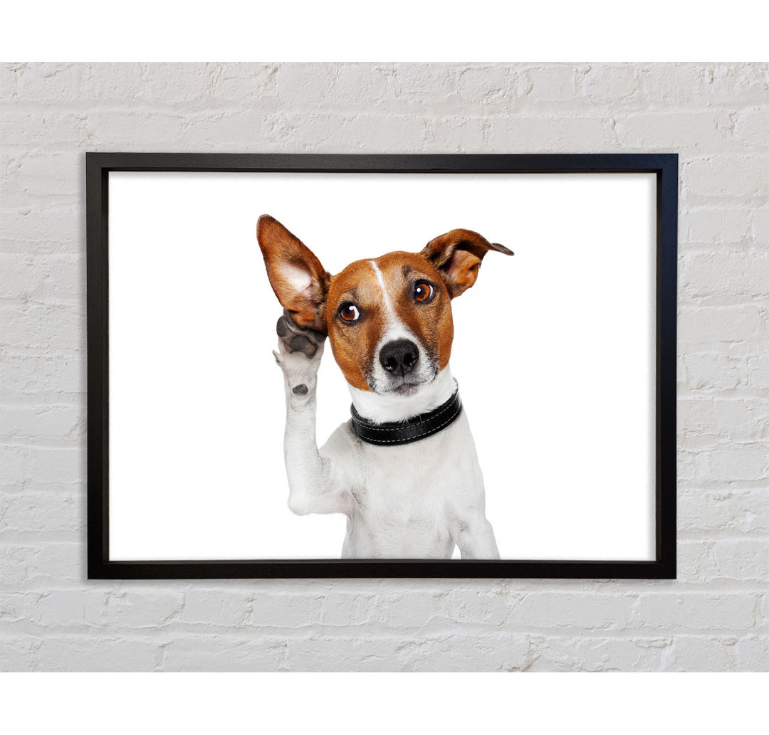 Jack Russell Hund Listen - Einzelner Bilderrahmen Kunstdrucke auf Leinwand