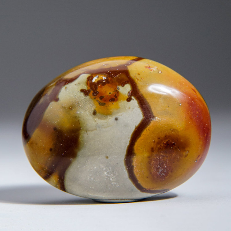 Genuine Polished Petrified Wood Palm Stone (Large)