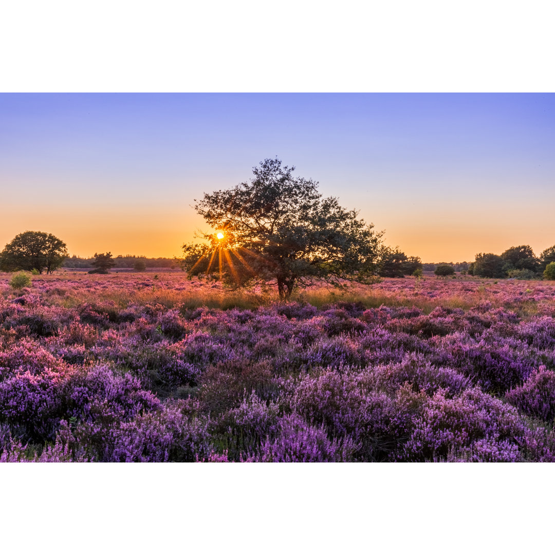 Blühendes Heidekraut bei Sonnenuntergang von Dutchphotography - Druck auf Leinwand ohne Rahmen