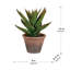 Prince succulent en pot