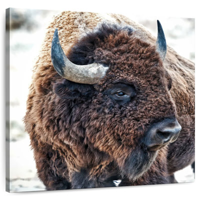 Brampt In The Presence Of Bison