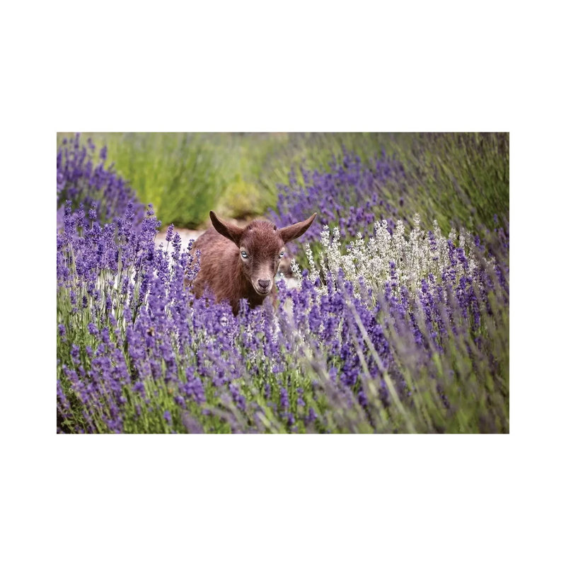 Baby Goat In Lavender by Karen Burke - Wrapped Canvas Print, 66.04cm H x 101.6cm W x 1.9cm D