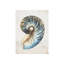 Shell Compilation III Print by Beverly Fuller-27255489-27255494