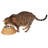 Artifacts Rattan™ Pet Bowl