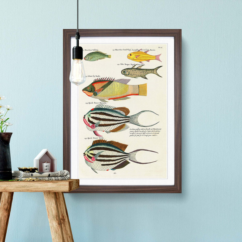 East Indies Fish Illustrations Fol. 26 by Louis Renard - Picture Frame Painting Print, 65cm H x 48cm W x 2cm D, Walnut Framed
