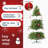 Christmas Trees