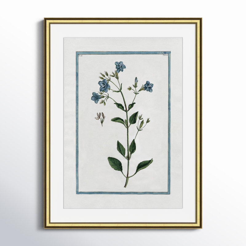 Colombe "Shabby Elegance Botanical II" Print, Gold Framed, 14.25" W x 16.25" H