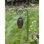 Wrought Iron Squirrel Guard