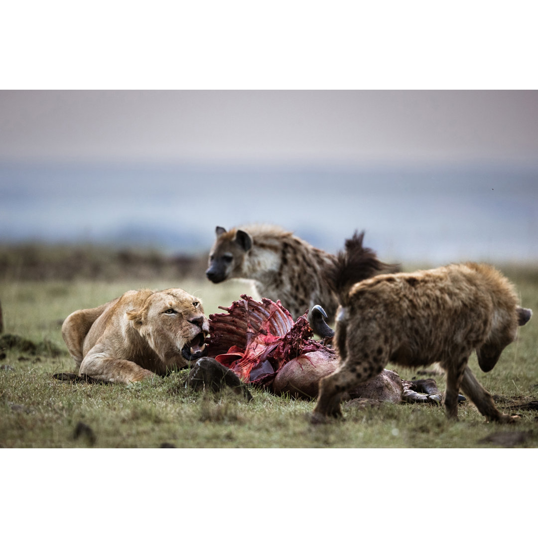 Lioness Protecting Her Food von Skynesher - Druck auf Leinwand ohne Rahmen