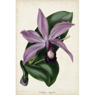 Plum Orchid by Paxton - Painting