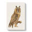 Long-Eared Owl by Von Wright - Wrapped Canvas-55309423