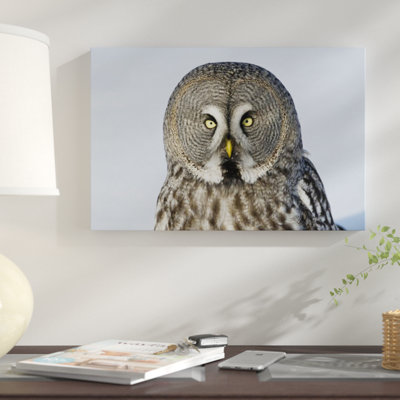 " Great Gray Owl Flying, Finland "