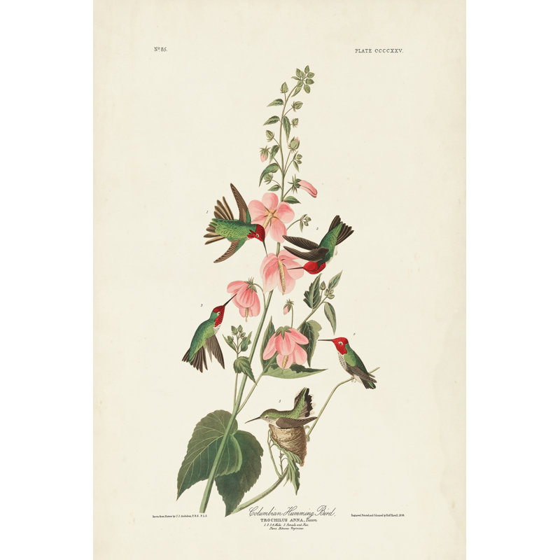PL 425 colibri colombien, H 36 po x l 24 po