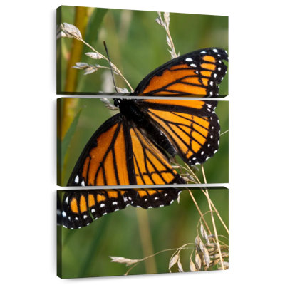 Brampt Monarch Butterfly Up Close