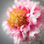Vibrant Bloom Scabiosa Sprays-81831209