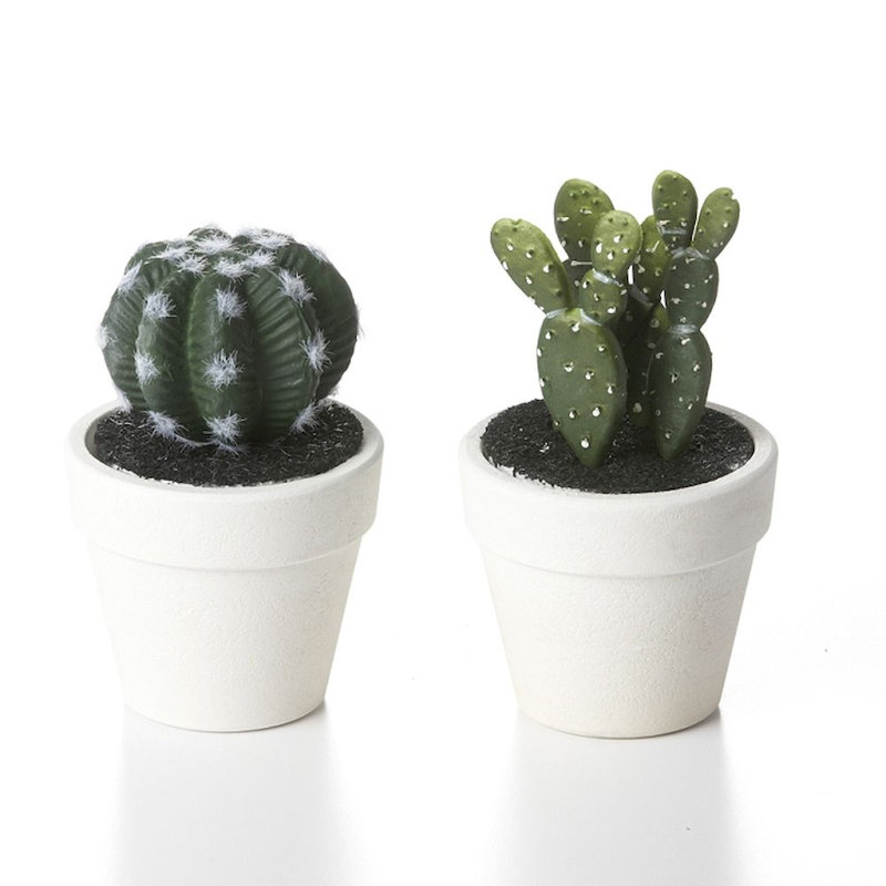 Ensemble de 2 cactus en pot