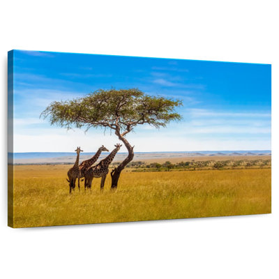 Brampt, savane, girafes d'Afrique