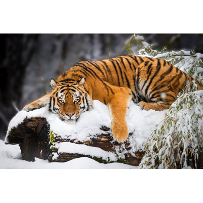 Tiger In Snow by Andreaskrappweis - No Frame Print