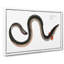 Eel by M.E. Bloch - Wrapped Canvas-55372902