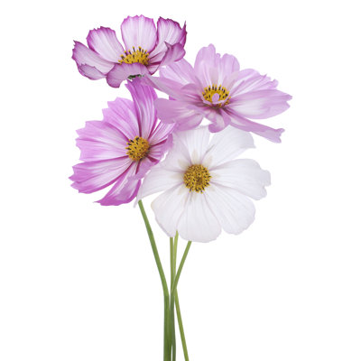 Cosmos Flower par Vilor - Photographie sur toile tendue