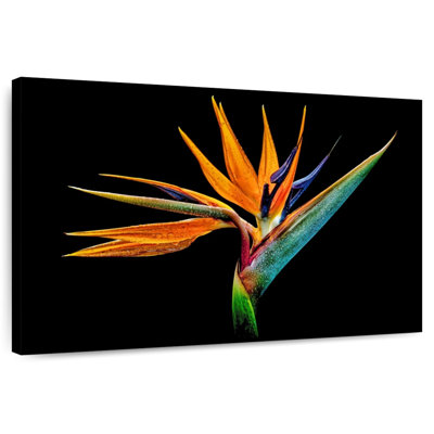Harnek Peculiar Strelitzia