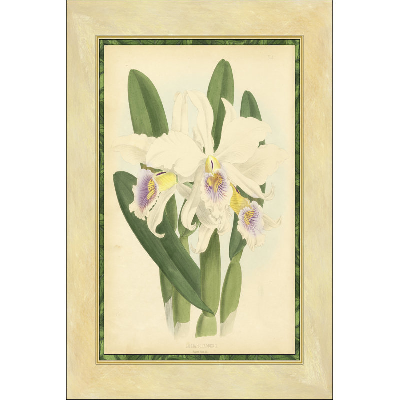 Fitch Orchid II by J. N. Fitch - Wrapped Canvas Painting, 30cm H x 20cm W