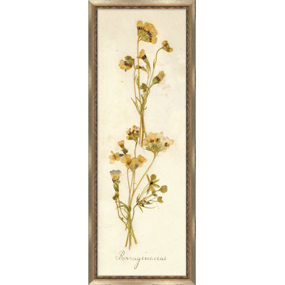 Napa Valley 1872 Herbarium X Print