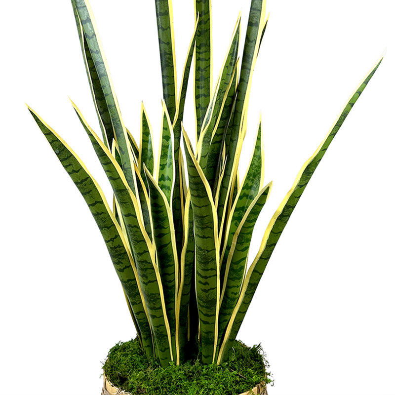 Snake Plant With Moss