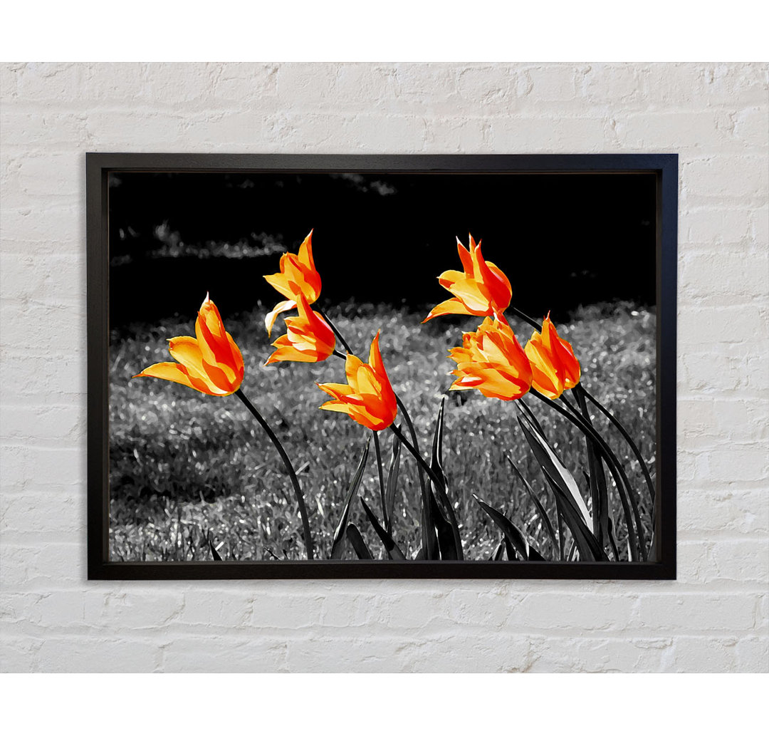 Orangefarbene Tulpen auf B N W - Druck